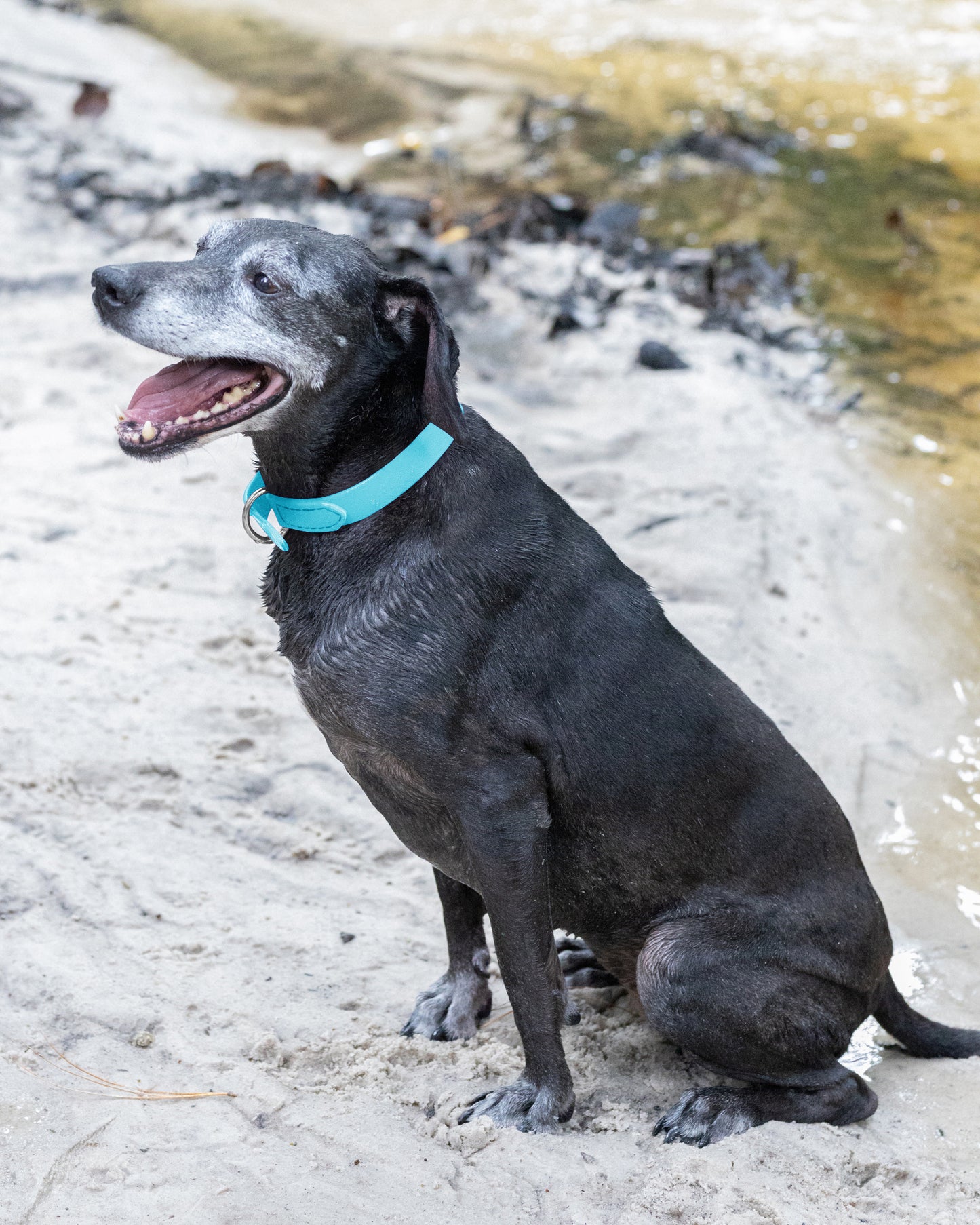 Baby Blue Beta Biothane Dog Collar