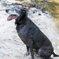 Black Beta Biothane Dog Collar