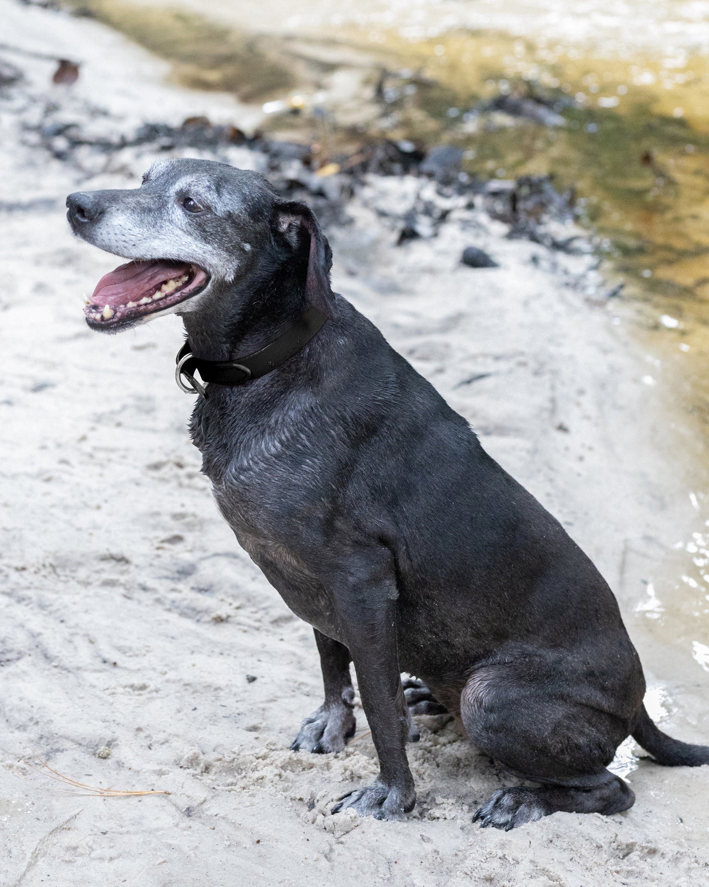 Black Beta Biothane Dog Collar