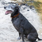 Dark Brown Beta Biothane Dog Collar
