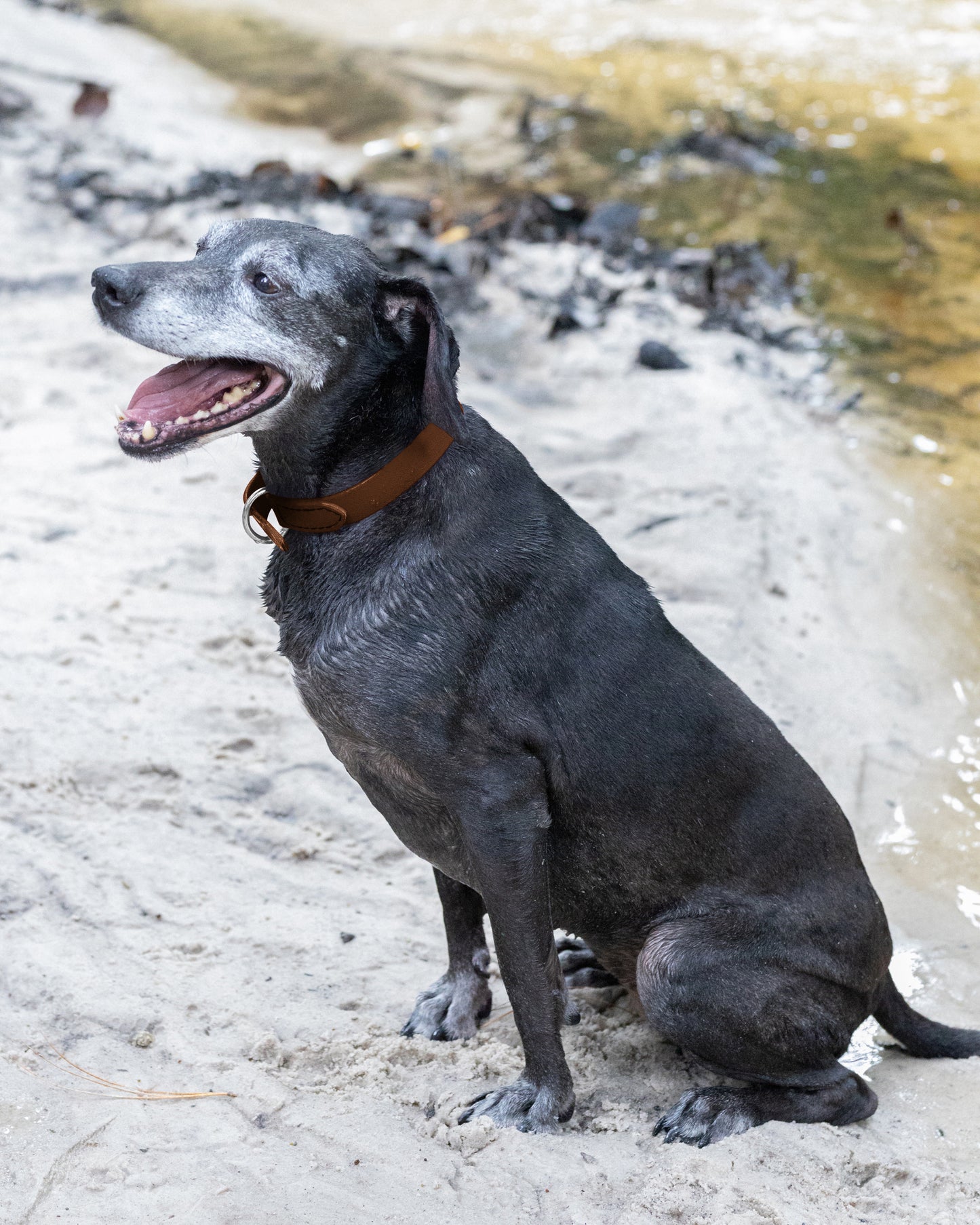 Dark Brown Beta Biothane Dog Collar