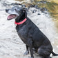 Hot Pink Beta Biothane Dog Collar