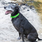 Lime Green Beta Biothane Dog Collar