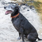 Medium Brown Beta Biothane Dog Collar