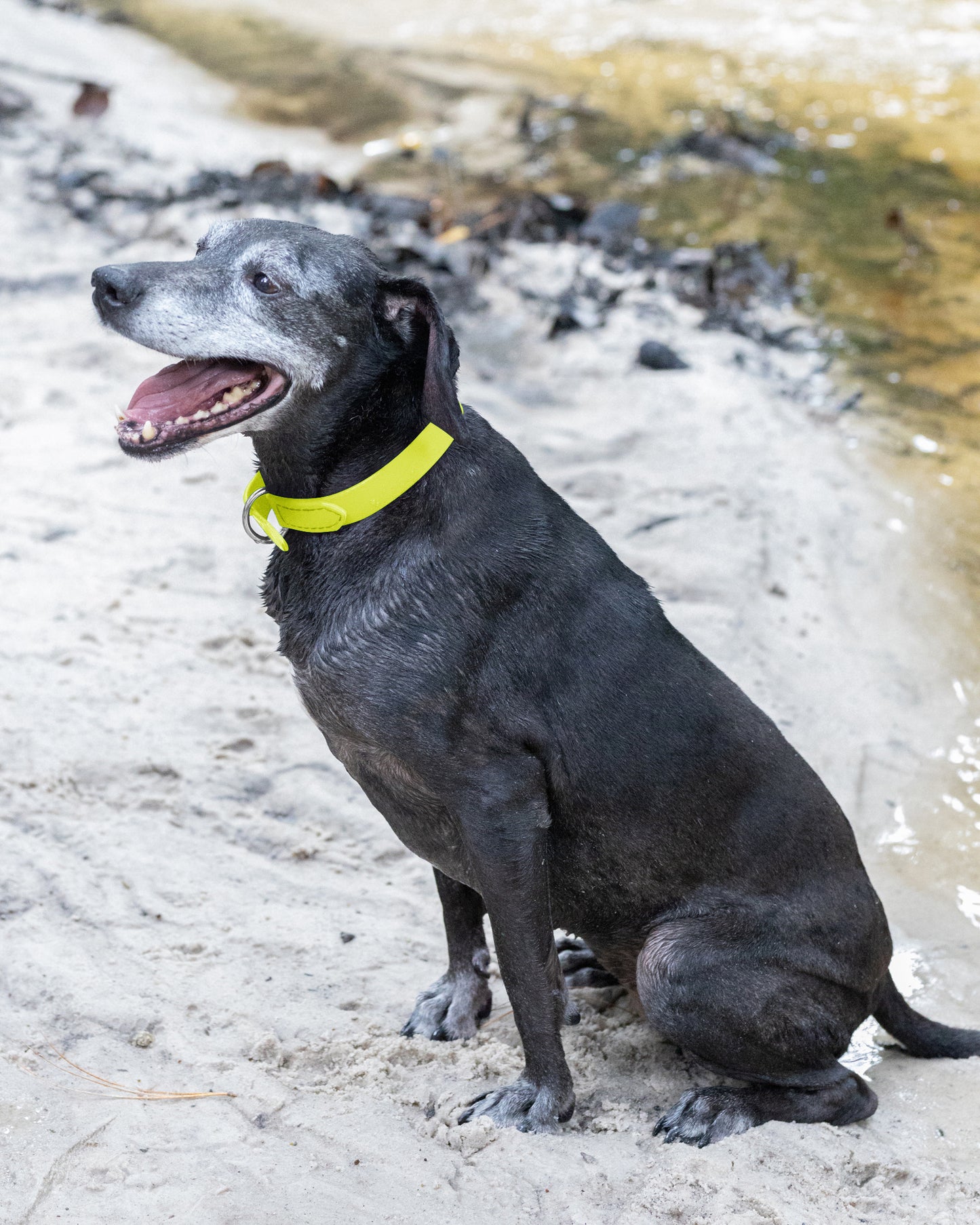 Safety Yellow Beta Biothane Dog Collar