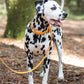 Mango Center Ring Beta Biothane Dog Collar