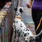 Mango Center Ring Beta Biothane Dog Collar