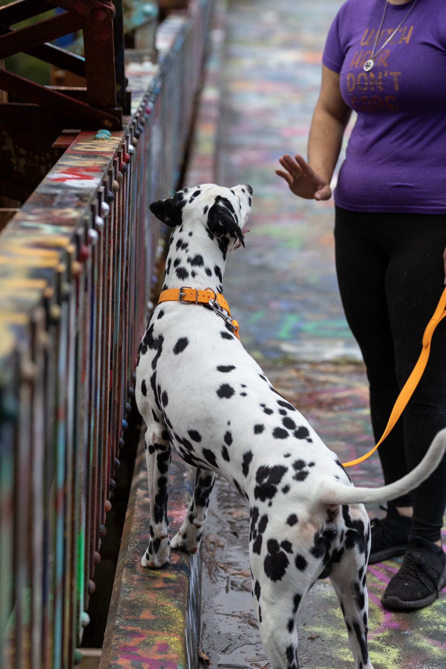 Mango Center Ring Beta Biothane Dog Collar