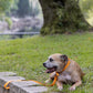 Mango Center Ring Beta Biothane Dog Collar