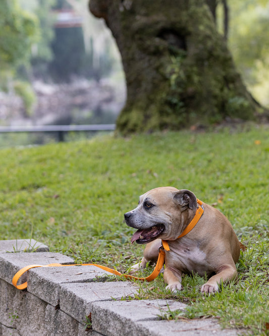 Mango Center Ring Beta Biothane Dog Collar