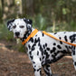 Mango Center Ring Beta Biothane Dog Collar