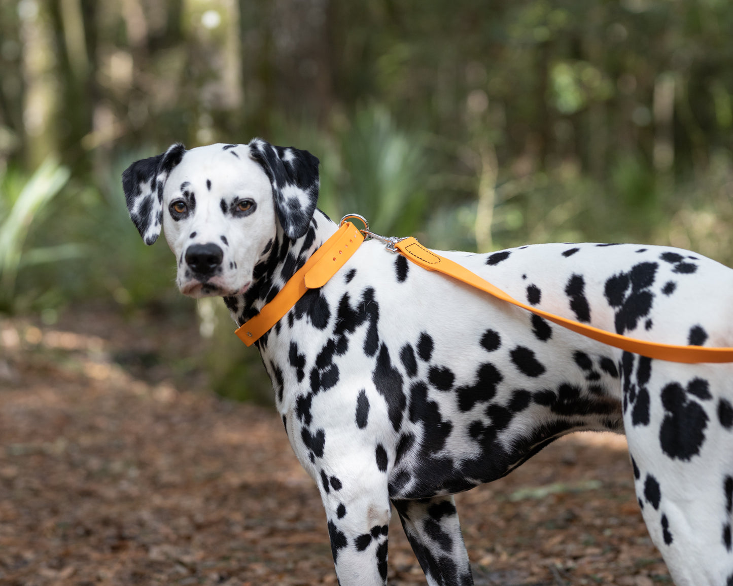 Mango Center Ring Beta Biothane Dog Collar