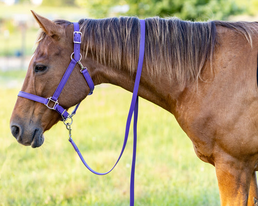 Purple Beta Biothane Halter