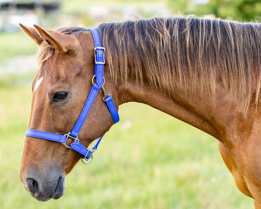 Royal Blue Beta Biothane Halter