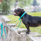 Teal Beta Biothane Dog Collar