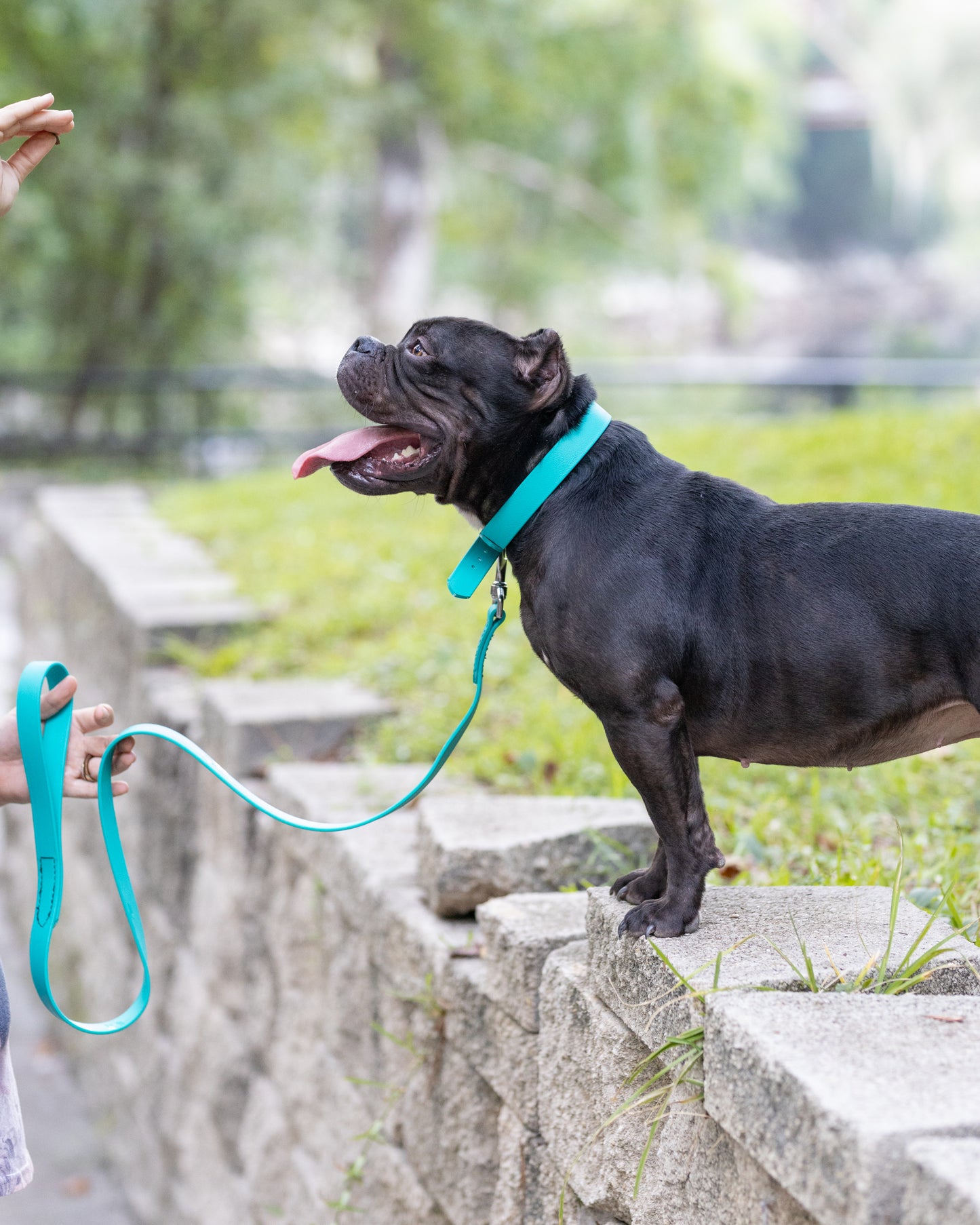 Teal Beta Biothane Dog Collar