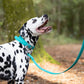 Teal Beta Biothane Dog Collar