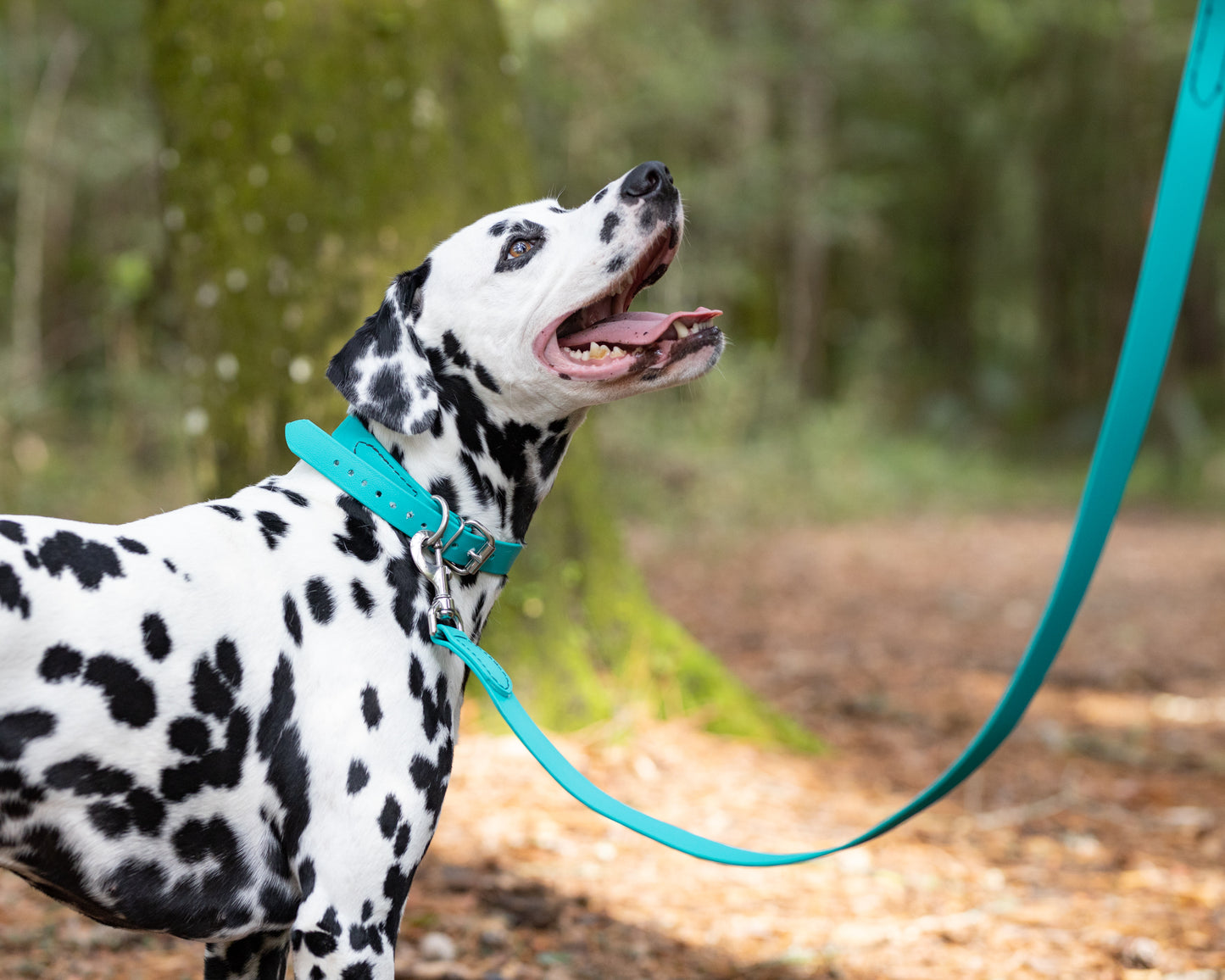 Teal Beta Biothane Dog Collar