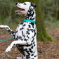 Teal Beta Biothane Dog Collar