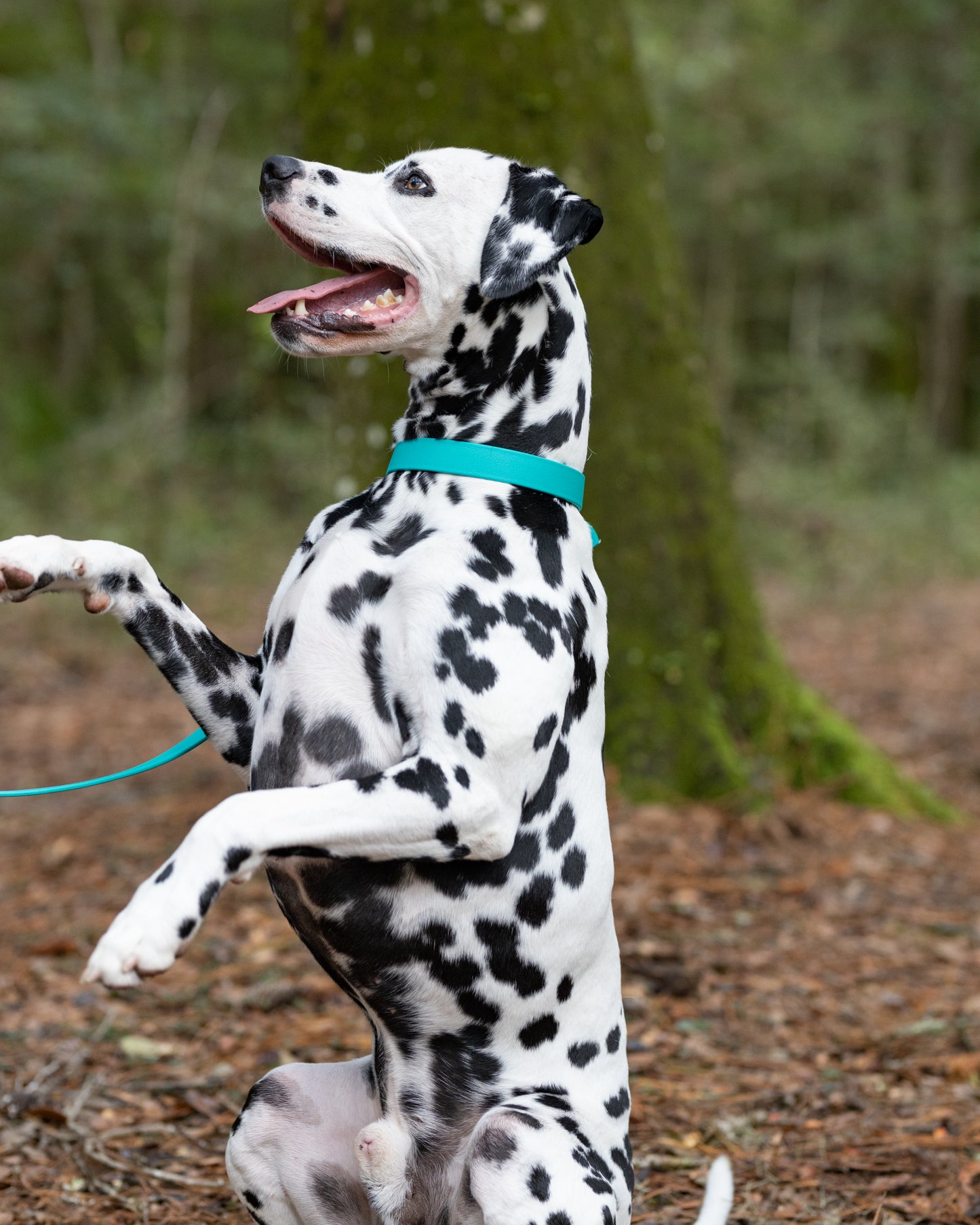 Teal Beta Biothane Dog Collar