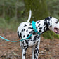 Teal Beta Biothane Dog Collar