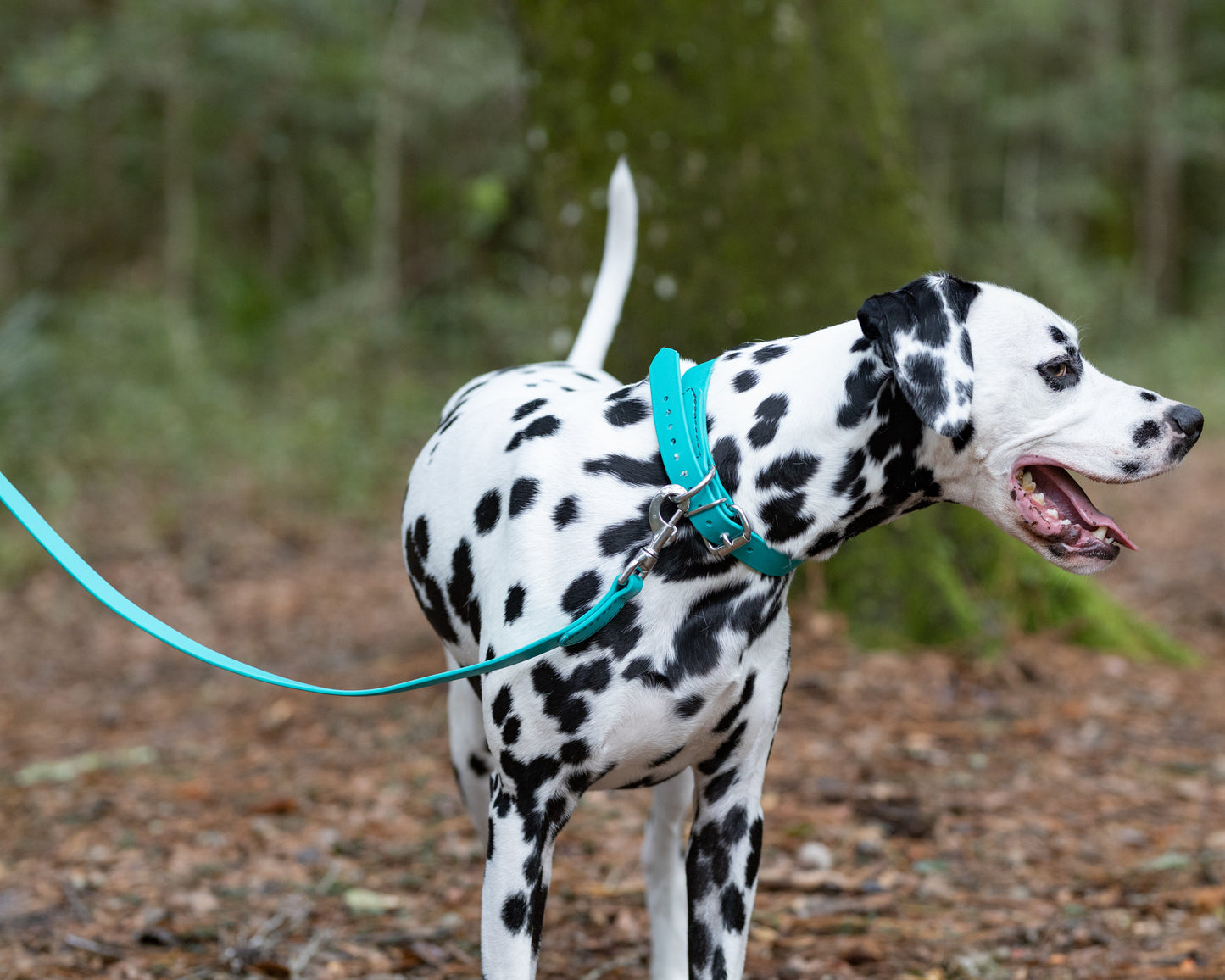 Teal Beta Biothane Dog Collar