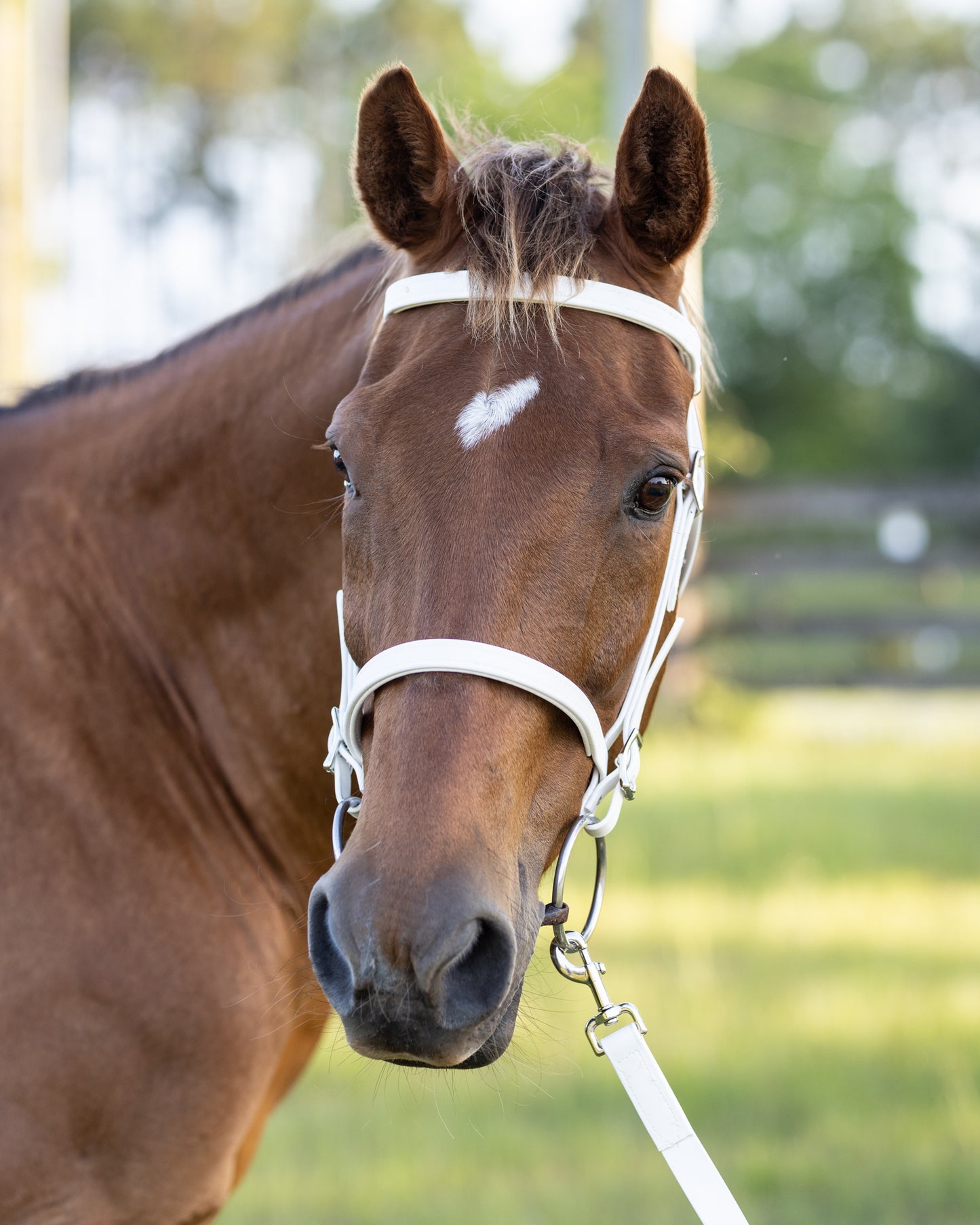 White English Bridle