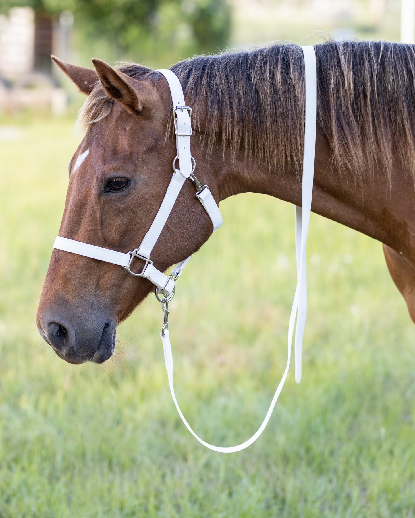 White Beta Biothane Halter