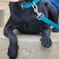Aqua Beta Biothane Dog Collar