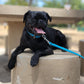 Aqua Beta Biothane Dog Collar