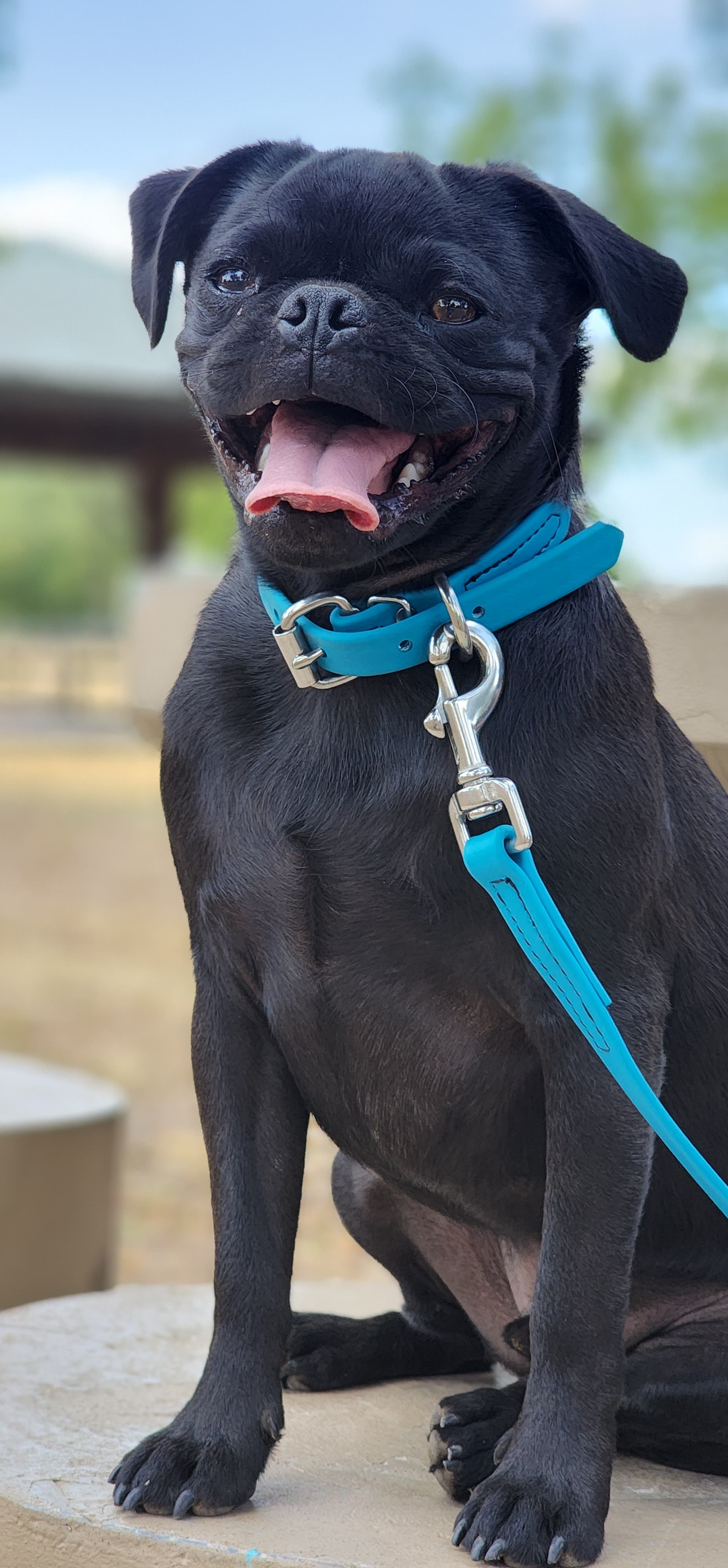 Aqua blue dog sales collar