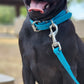 Aqua Beta Biothane Dog Collar
