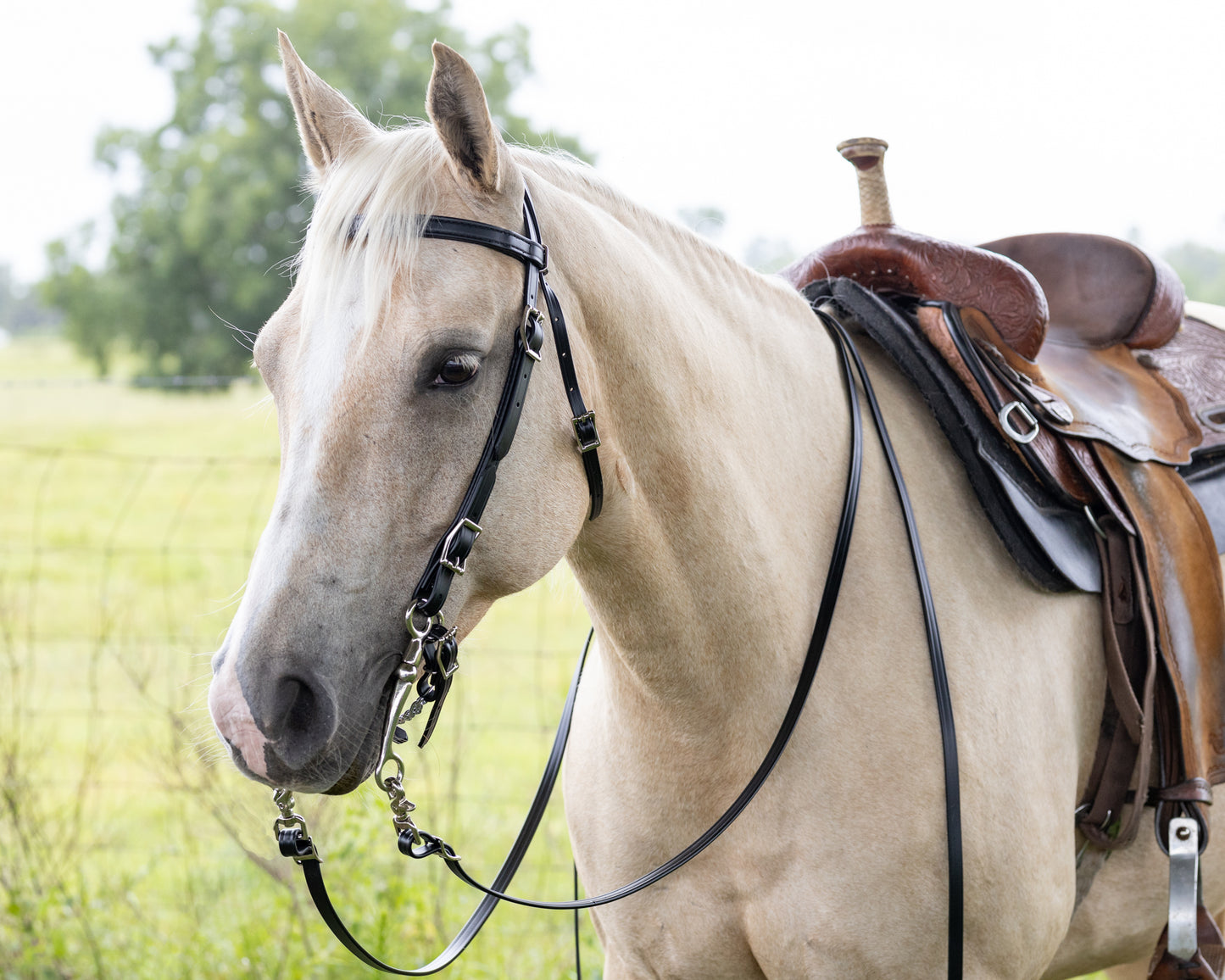 Black Western Bridle