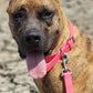 Hot Pink Center Ring Beta Biothane Dog Collar