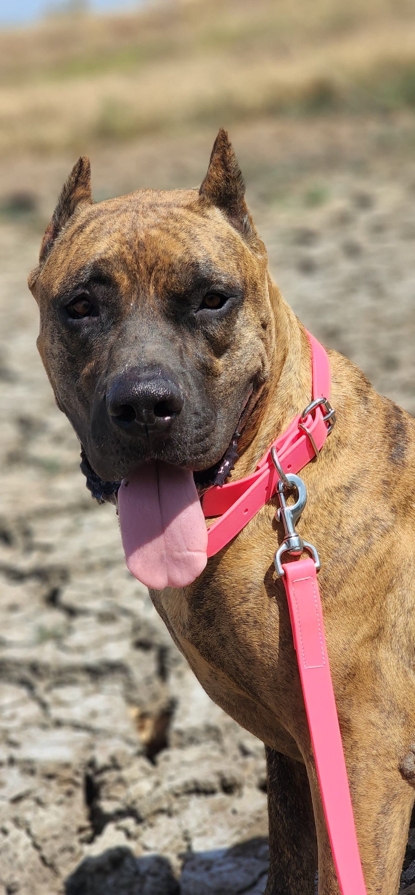 Hot Pink Center Ring Beta Biothane Dog Collar