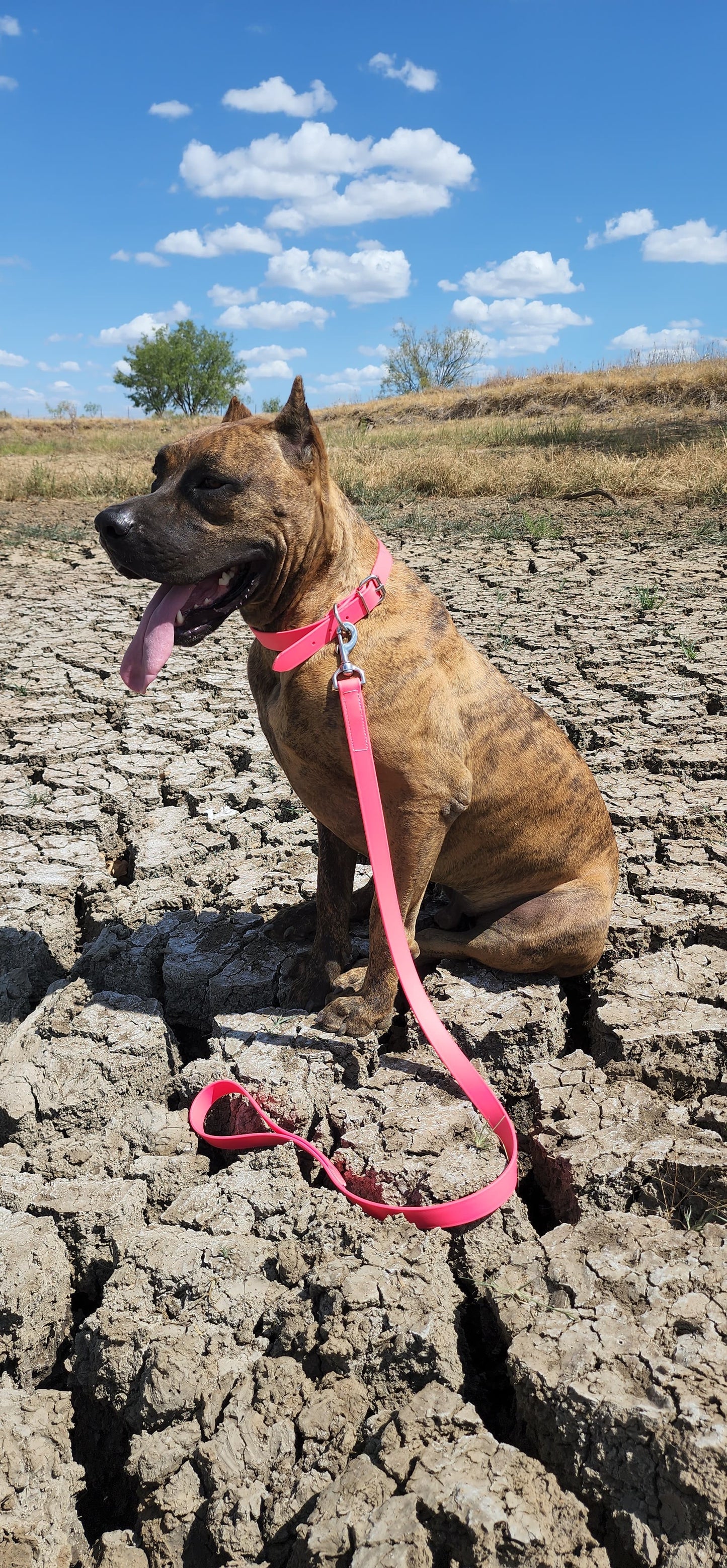 Hot Pink Center Ring Beta Biothane Dog Collar