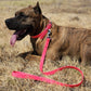 Hot Pink Center Ring Beta Biothane Dog Collar