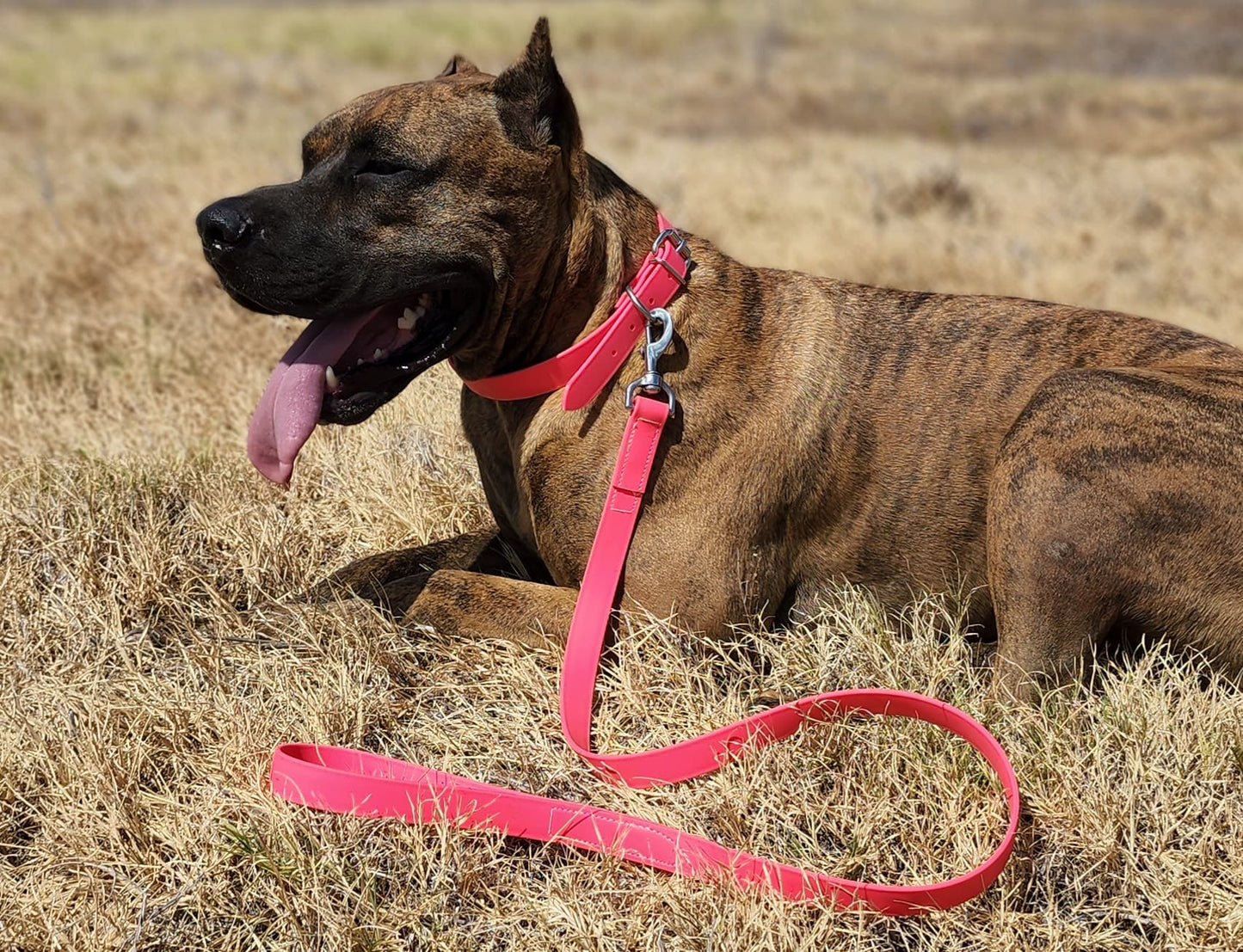 Hot Pink Center Ring Beta Biothane Dog Collar