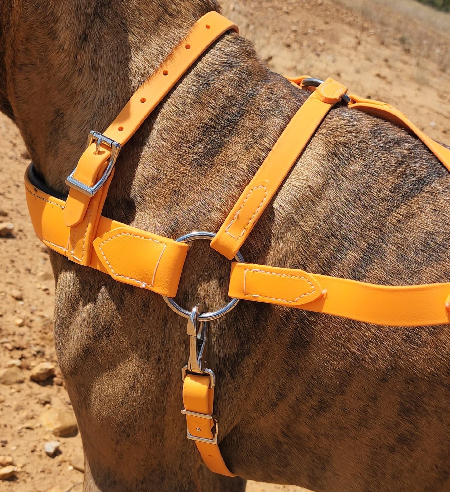 Mango Orange Dog Roading Harness