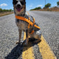 Mango Orange Dog Roading Harness