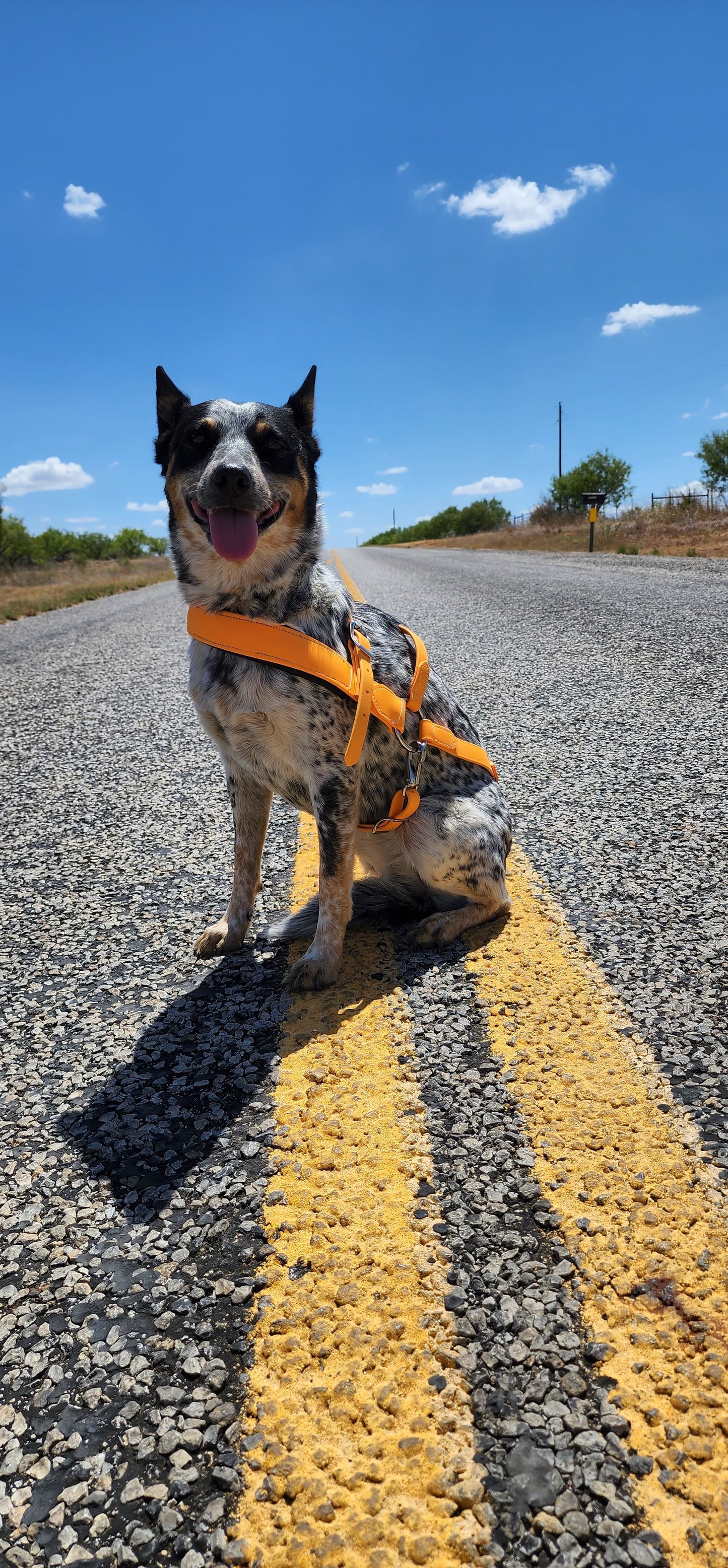 Mango Orange Dog Roading Harness