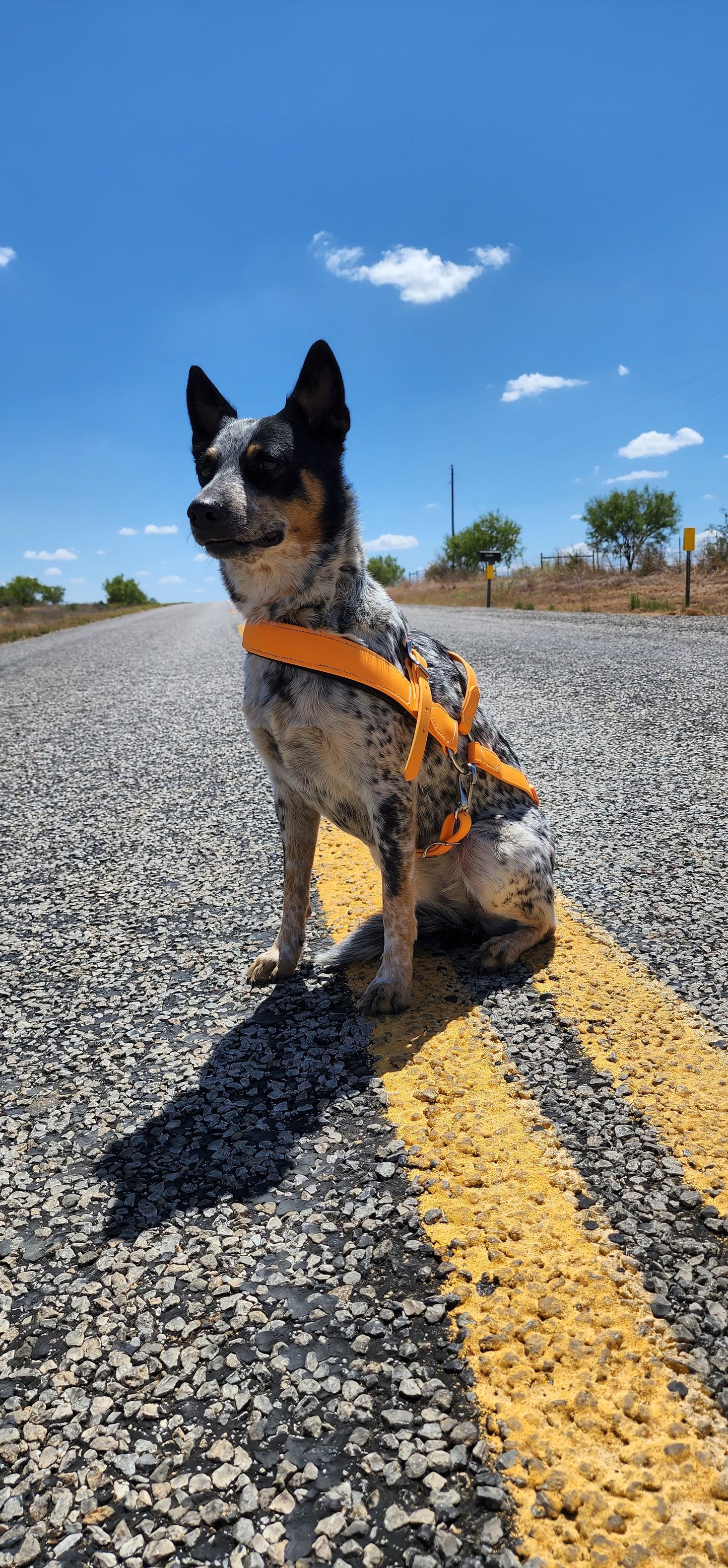 Mango Orange Dog Roading Harness