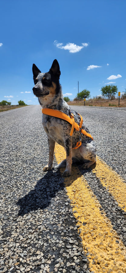 Mango Orange Dog Roading Harness