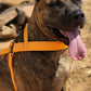 Mango Orange Dog Roading Harness