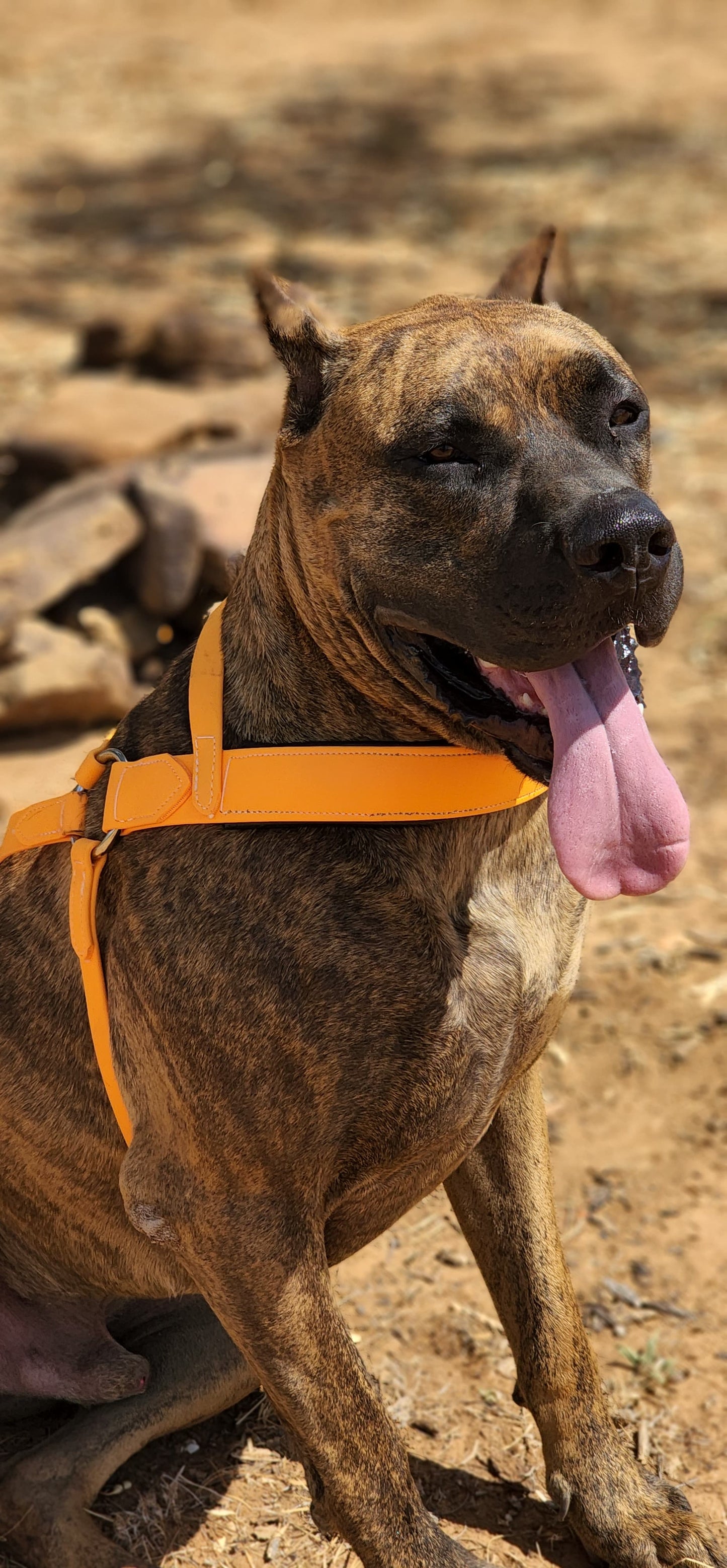 Mango Orange Dog Roading Harness