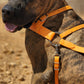 Mango Orange Dog Roading Harness