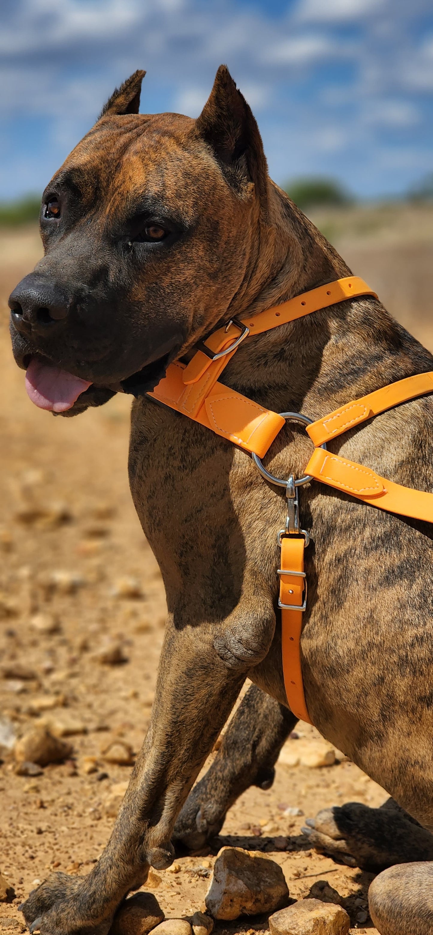 Mango Orange Dog Roading Harness