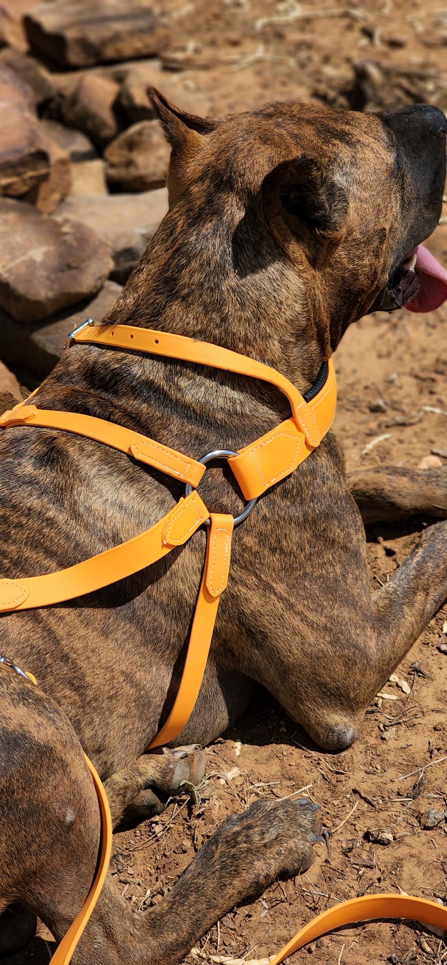 Mango Orange Dog Roading Harness