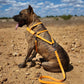 Mango Orange Dog Roading Harness