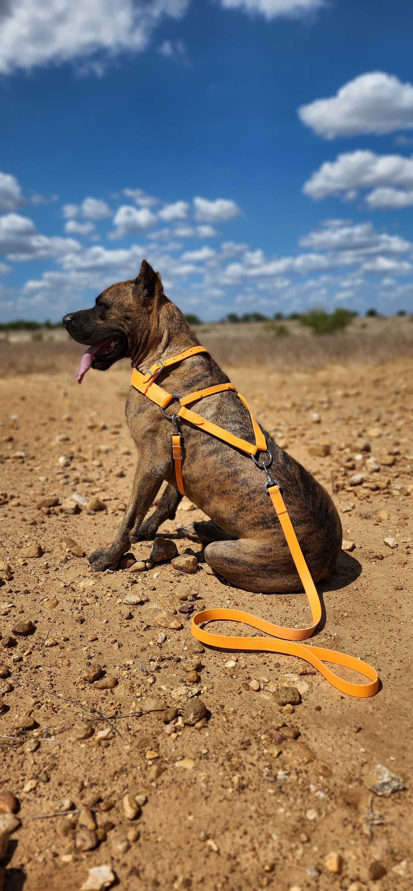 Mango Orange Dog Roading Harness